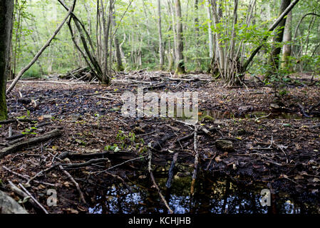 the peat zone of Valganna, natural reserve example of vegetation and greenery of Valganna, Italy Stock Photo