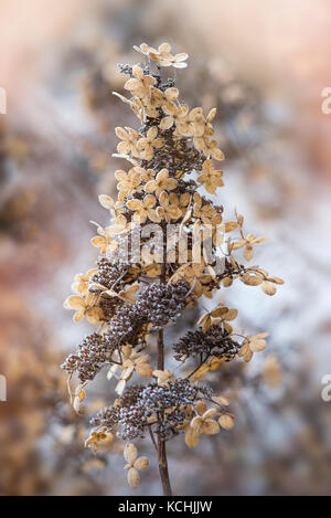 in the winter frost Stock Photo