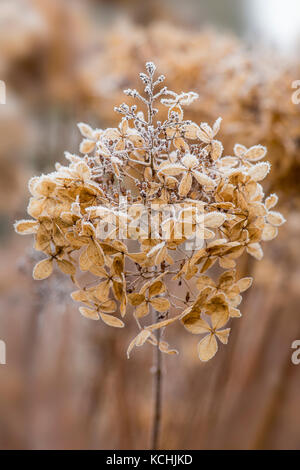 in the winter frost Stock Photo