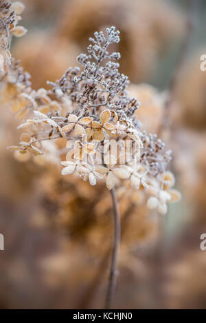 in the winter frost Stock Photo