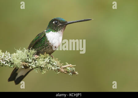 Collared Inca Hummingbird (Coeligena torquata) perched on a branch in the mountains of Colombia, South America. Stock Photo