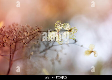 in the winter frost Stock Photo