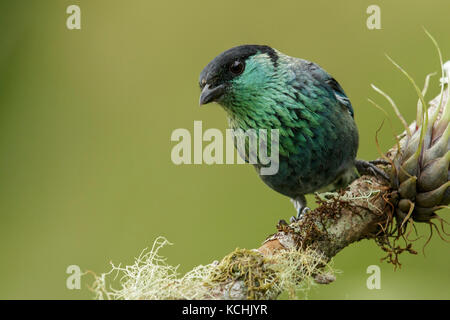 Black-capped Tanager (Tangara heinei) perched on a branch in the mountains of Colombia, South America. Stock Photo