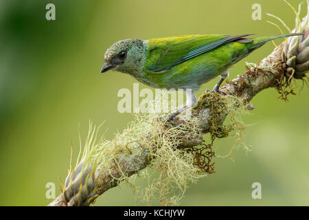 Black-capped Tanager (Tangara heinei) perched on a branch in the mountains of Colombia, South America Stock Photo