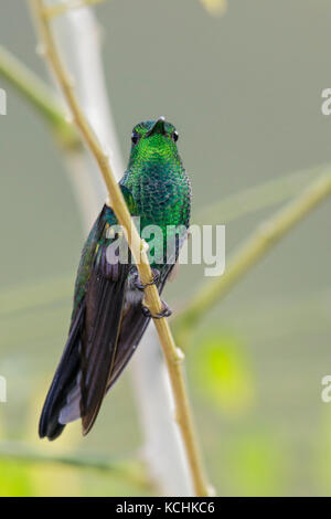 White-vented Plumeleteer (Chalybura buffonii) perched on a branch in the mountains of Colombia, South America. Stock Photo
