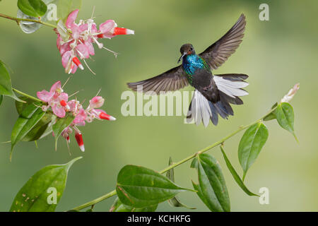 White-tailed Hillstar (Urochroa bougueri) flying and feeding at a flower in the mountains of Colombia, South America. Stock Photo