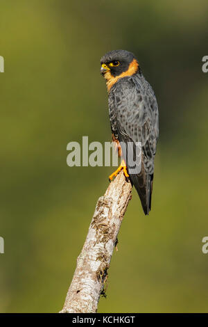 Bat Falcon (Falco rufigularis) perched on a branch in the mountains of Colombia, South America. Stock Photo