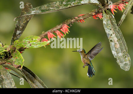 Violet-tailed Sylph, flying and feeding at a flower in the mountains of Colombia, South America. Stock Photo