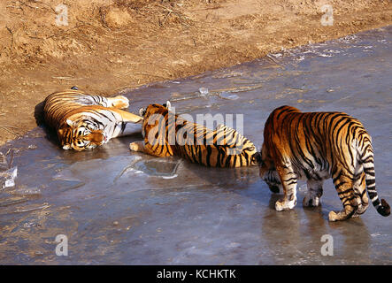 Russia, Siberia / China borders. Wildlife. Three North East China Tigers lying on frozen lake. Stock Photo