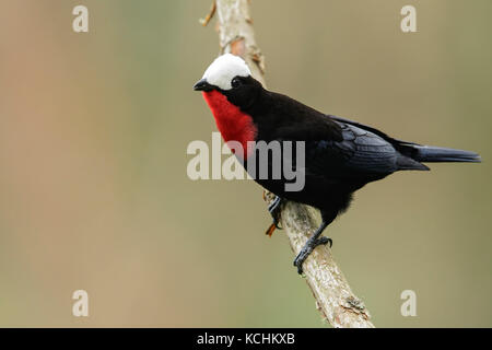 White-capped Tanager (Sericossypha albocristata) perched on a branch in the mountains of Colombia, South America. Stock Photo