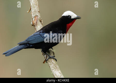 White-capped Tanager (Sericossypha albocristata) perched on a branch in the mountains of Colombia, South America. Stock Photo