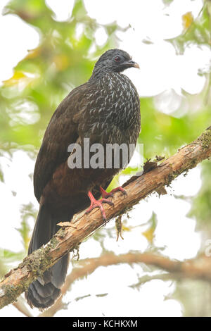 Andean guan (Penelope montagnii) perched on a branch in the mountains of Colombia, South America. Stock Photo