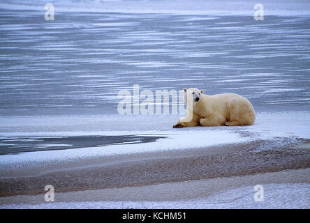Canada. Manitoba. Churchill. Wildlife. Polar Bear . Stock Photo