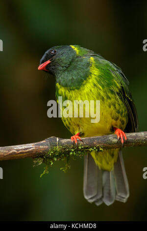 Green and Black Fruiteater (Pipreola riefferii)  perched on a branch in the mountains of Colombia, South America. Stock Photo