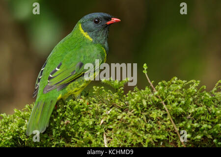 Green and Black Fruiteater (Pipreola riefferii)  perched on a branch in the mountains of Colombia, South America. Stock Photo