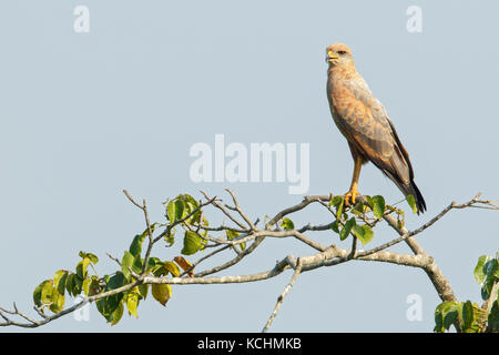 Savanna Hawk (Buteogallus meridionalis) perched on a branch in the mountains of Colombia, South America. Stock Photo