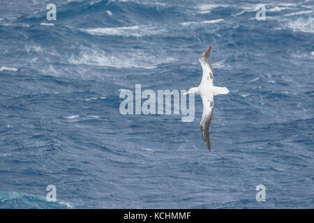 Wandering Albatross (Diomedea exulans) flying over the ocean searching for food near South Georgia Island. Stock Photo