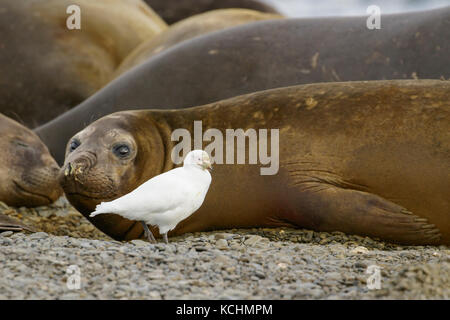 Snowy Sheathbill, Chionis albus, and Elephant Seals, Mirounga angustirostris South Georgia Island Stock Photo