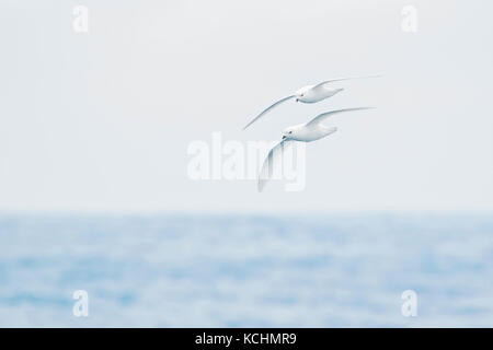 Snow Petrel (Pagodroma nivea) flying over the ocean searching for food near South Georgia Island. Stock Photo