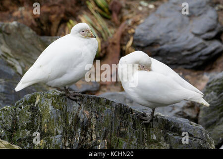 Snowy Sheathbill, Chionis albus, South Georgia Island Stock Photo