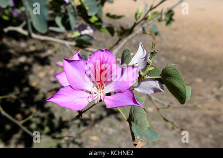 Hong-Kong Orchid Tree (Bauhinia blakeana), Mareeba, Atherton Tablelands, Far North Queensland, Australia Stock Photo