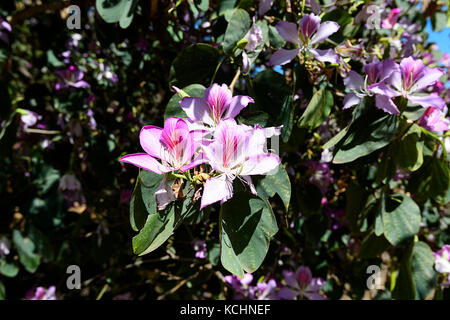 Hong-Kong Orchid Tree (Bauhinia blakeana), Mareeba, Atherton Tablelands, Far North Queensland, Australia Stock Photo