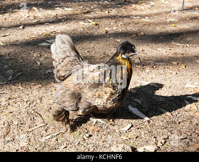 Cross breed silkie-cochin Chicken Stock Photo - Alamy