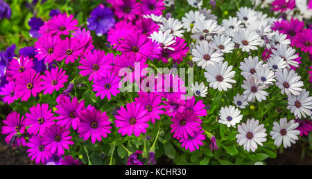 Purple and white Dimorphotheca ecklonis flowers. Stock Photo