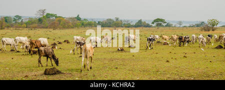 Panorama of skinny African cattle herd grazing and walking on green field in Ivory Coast, West Africa Stock Photo