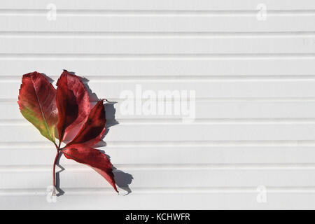 photography image of autumn winter red leaves in the sunshine on white wood background and taken on the South coast of England UK Stock Photo