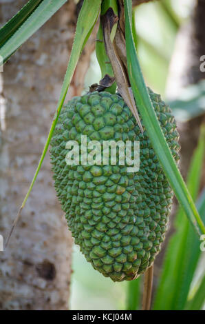 Close-up of exotic Durian fruit growing on tree in Guinea, West Africa Stock Photo