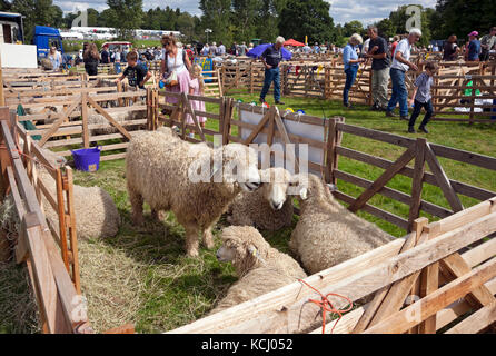 Lincoln Longwool sheep in pens at Ripley Show in summer North Yorkshire England UK United Kingdom GB Great Britain Stock Photo