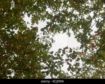 beautiful lush tree top scenery in autumn colours leaves fall outside country; essex; england; uk Stock Photo