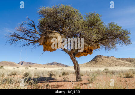 African acacia tree covered in giant weaver bird nests, Namibia, Southern Africa Stock Photo