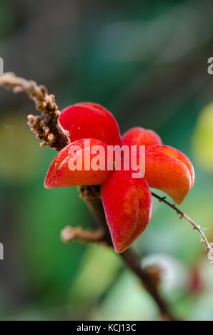 Close-up macro of beautiful and exotic star formed red plant, Ghana, West Africa Stock Photo