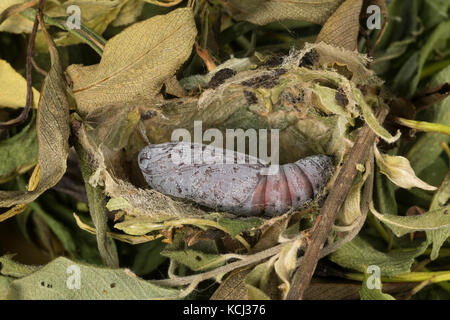 Weidenkarmin, Puppe, Weiden-Karmin, Weidenkamin, Catocala electa, rosy underwing, pupa, pupae, l'élue, lichénée élue, la choisie, Eulenfalter, Noctuid Stock Photo