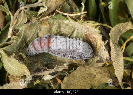 Weidenkarmin, Puppe, Weiden-Karmin, Weidenkamin, Catocala electa, rosy underwing, pupa, pupae, l'élue, lichénée élue, la choisie, Eulenfalter, Noctuid Stock Photo