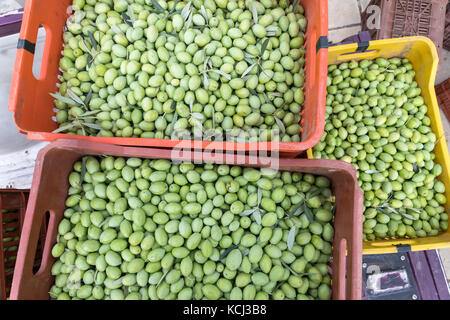 Ripe olive fruits harvest pile Stock Photo - Alamy