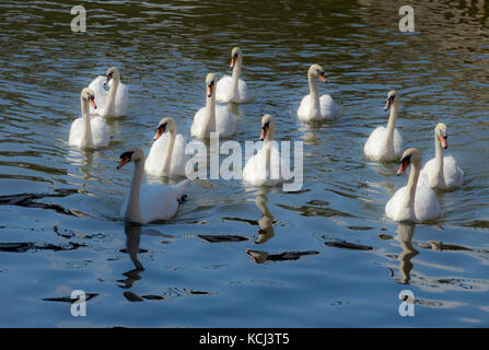 seven-swans-swimming-christmas