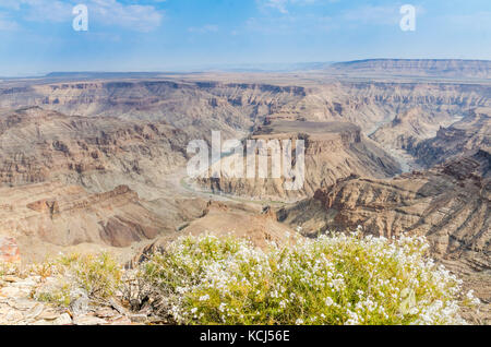 Landscape of beautiful Fish River Canyon with white wild flowers blooming in foreground, Namibia, Southern Africa Stock Photo