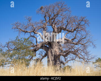 Huge African baobab tree growing on Kukonje Island in Botswana, Southern Africa Stock Photo