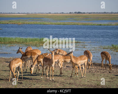 Group of impala antelopes feeding and grazing in front of Chobe River, Chobe National Park, Botswana, Africa Stock Photo