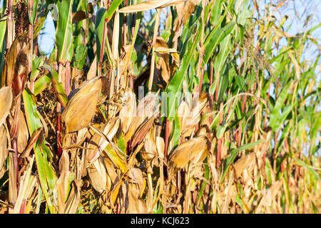 partially yellowed ripe corn on an agricultural field. photo Close-up of orange cobs and green foliage plants. focus on foreground, shallow depth of f Stock Photo