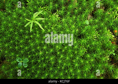 small tinny plants on massive green stellate moss Stock Photo