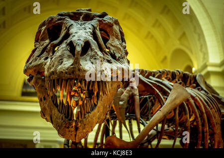 Sue the T. Rex, Tyrannosaurus Rex skeleton, the field museum, Chicago Stock Photo