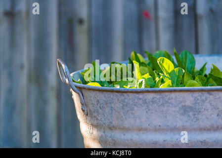 A re-purposed washing tub is upcycled and converted to a vegetable growing patch in a Sydney backyard in Australia Stock Photo