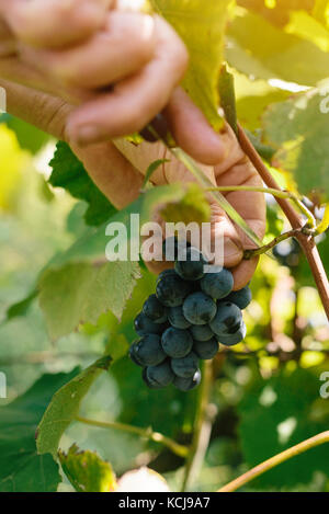 Female viticulturist harvesting grapes in grape yard, organic farmer and agronomist picking wine grapes, manual grape gathering, selective focus Stock Photo