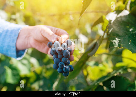 Female viticulturist harvesting grapes in grape yard, organic farmer and agronomist picking wine grapes, manual grape gathering, selective focus Stock Photo