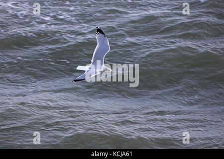 Herring gull Larus argentatus adult in flight low over the sea near Dover Harbour Kent England Stock Photo
