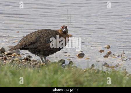Red grouse Lagopus lagopus scoticus male near Lochindorb Scotland Stock Photo